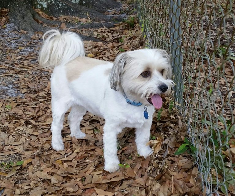 Gallery All About Paws Pet Services